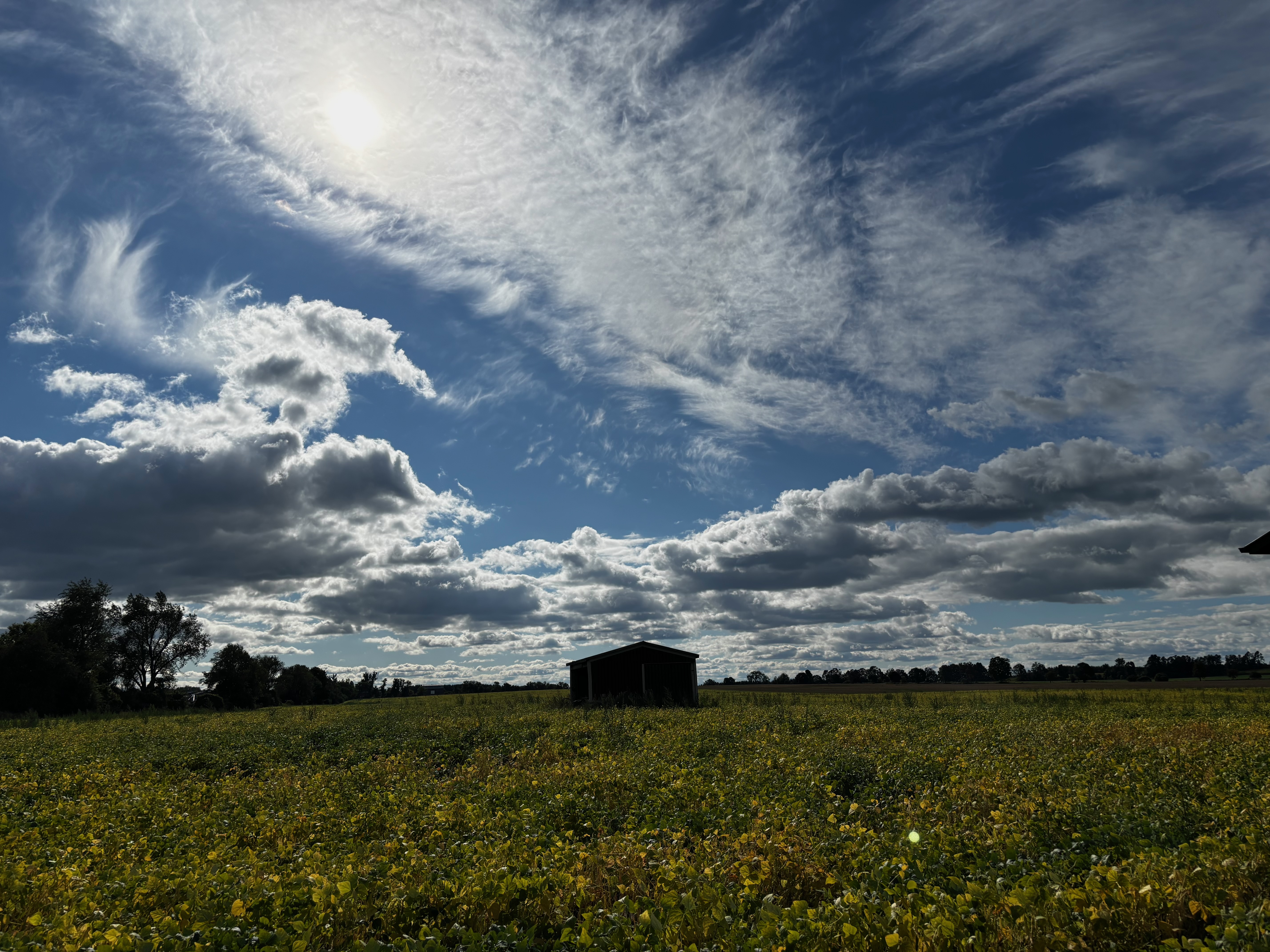North field, midday
