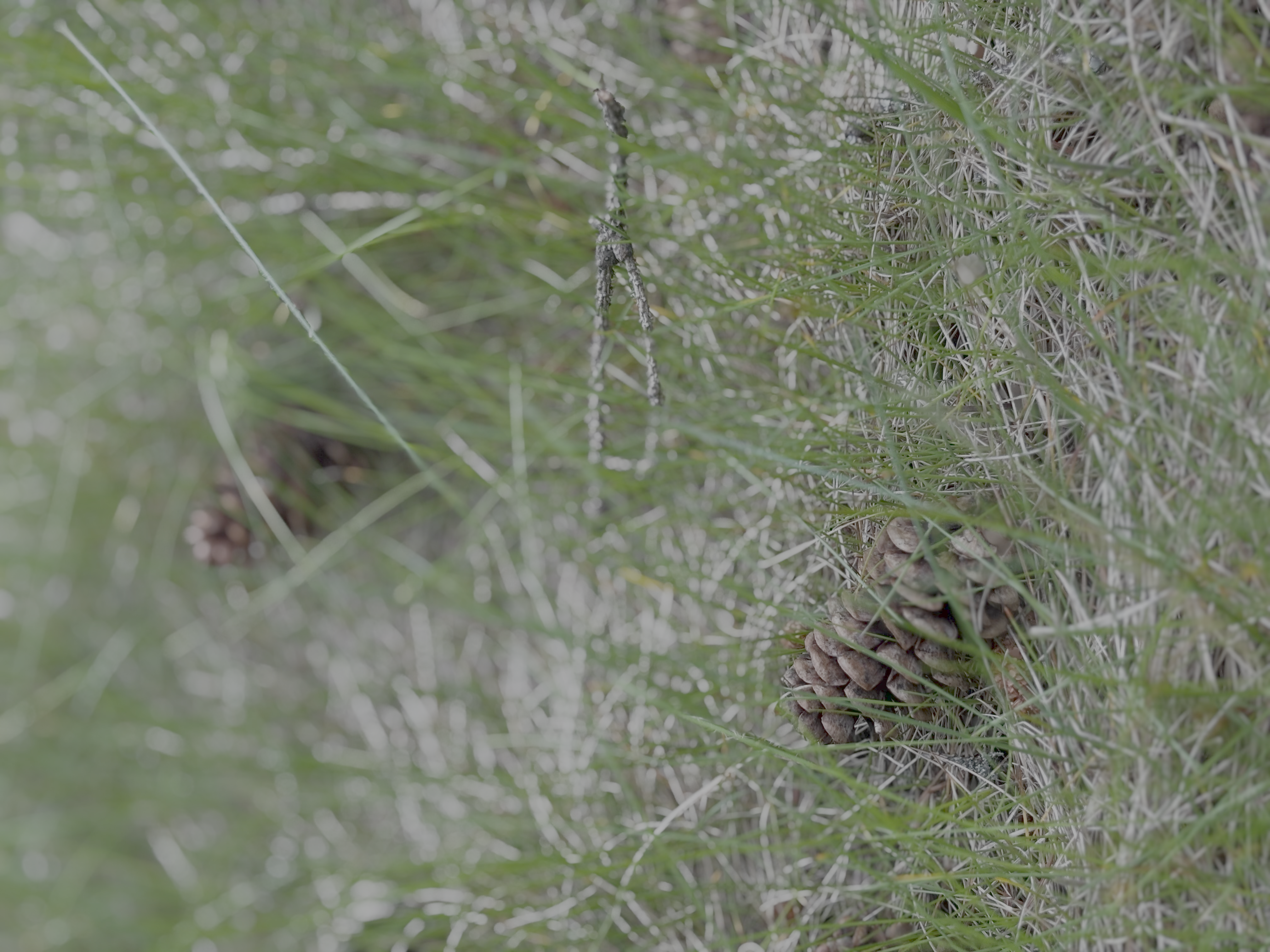 The Pinecone Experiment